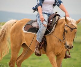 horse-3450740_1920 horse-3450740_1920