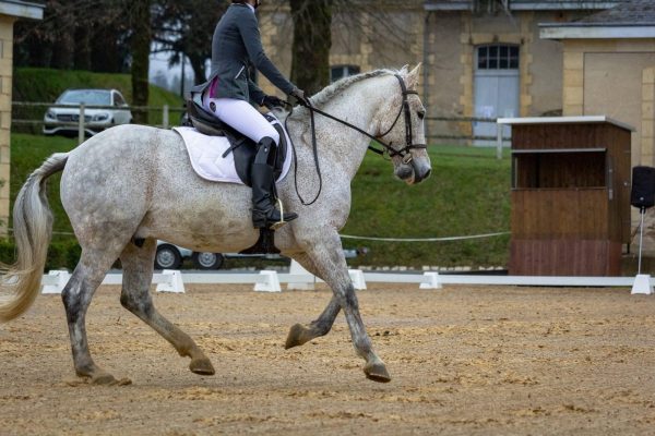 #2614 Para Dressage Test Coaching