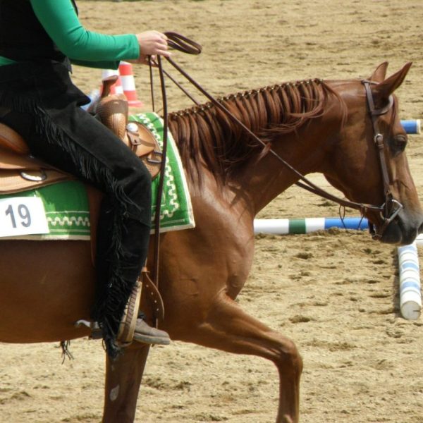 #6878 Working Equitation Test Coaching