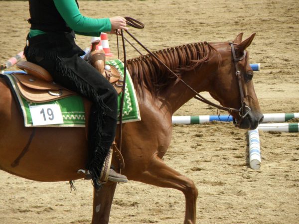 #6878 Working Equitation Test Coaching