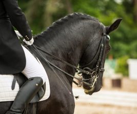 horse-3168576_1920 (1) horse-3168576_1920 (1)