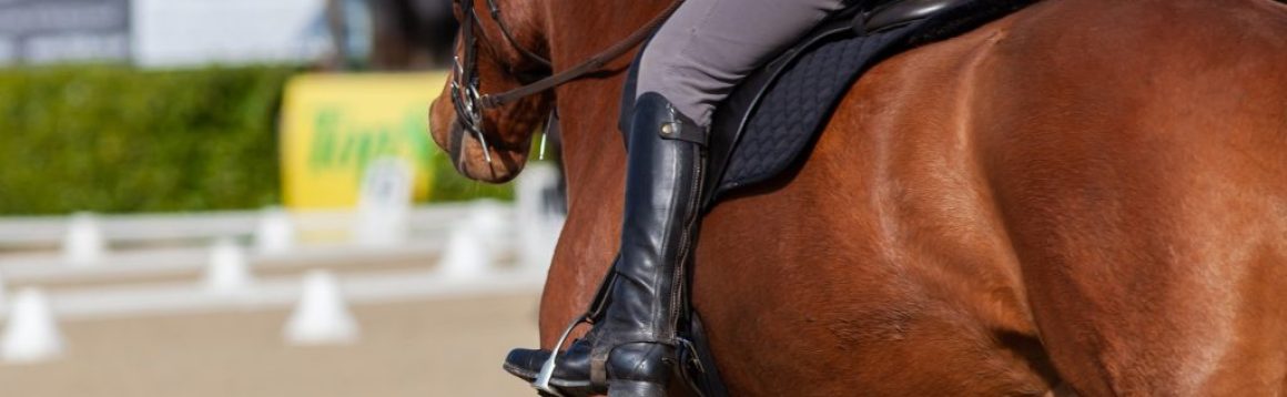 horse-4194924_1920 (2)