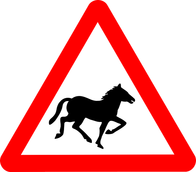 horse-48028_640 2. THE HORSES WELFARE NEEDS TO MONITORED