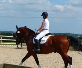 horse-545400_1280 horse-545400_1280